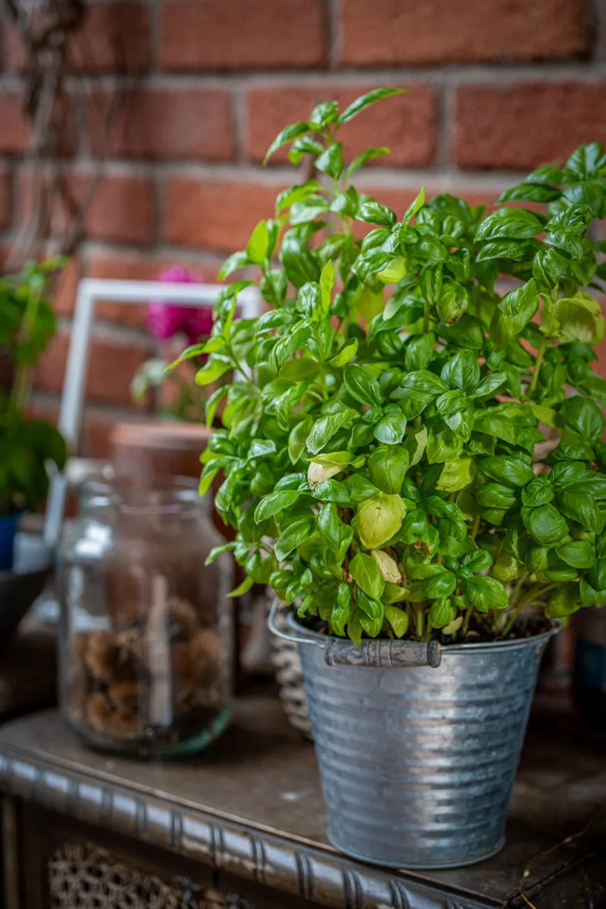 Üppiger Basilikumtopf auf sonniger Fensterbank, frisches grünes Kraut