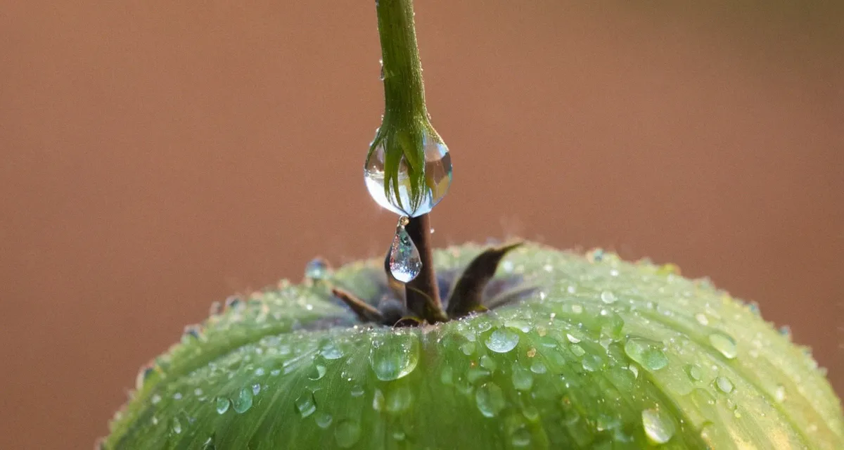 Tröpfchenbewässerung im Gemüsegarten – günstig und effizient