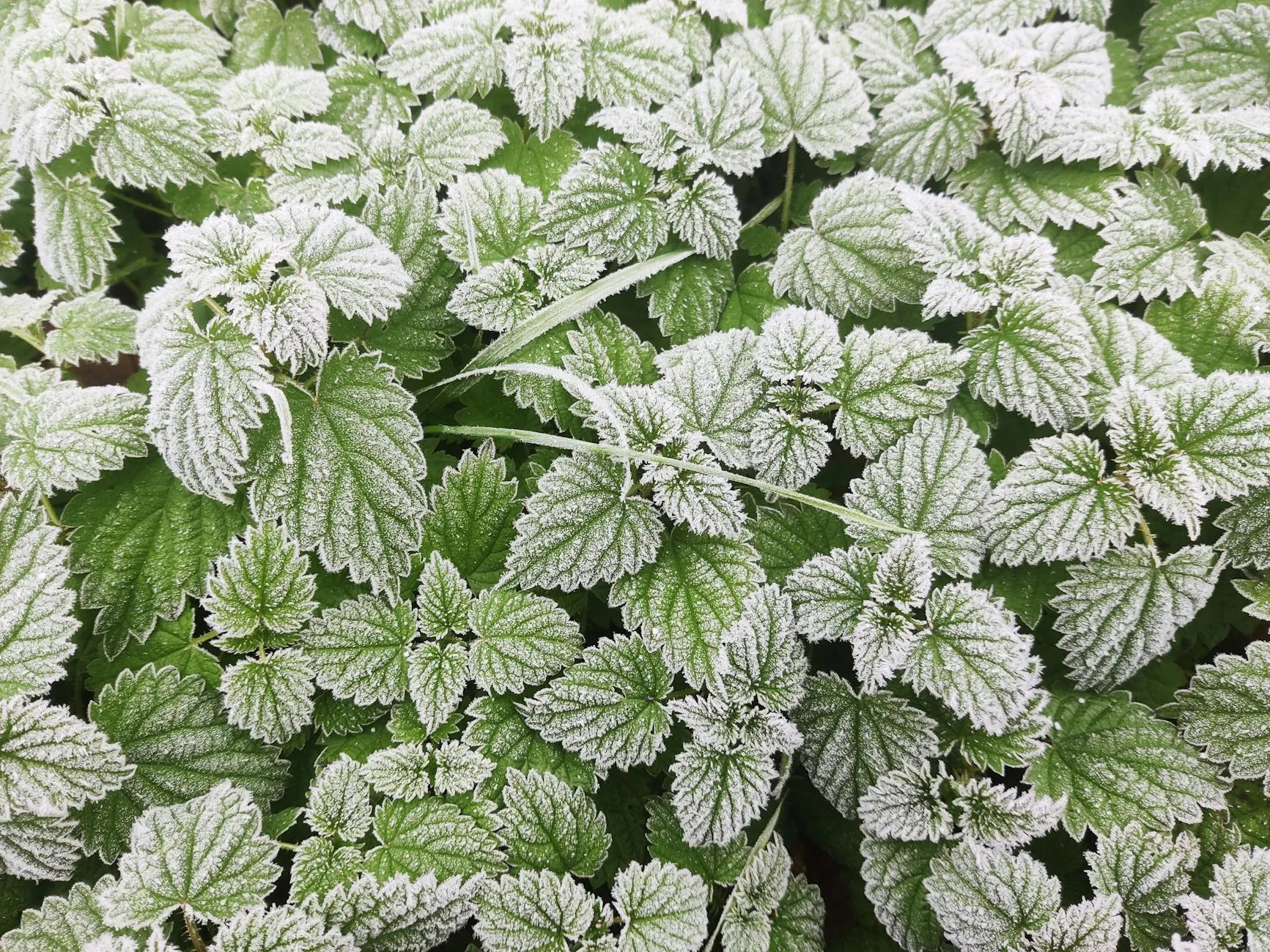 Brennnesselblätter in einer Wiese, frisch und tiefgrün