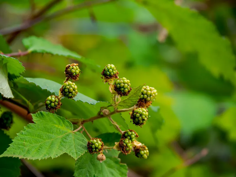 Dornige Brombeerranke mit einer Traube unreifer roter Früchte und gezähntem grünem Blatt