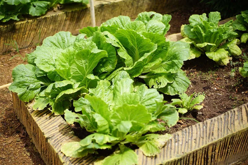 Ein großer, gesunder Chinakohl wächst in einem sonnigen Gartenbeet heran.