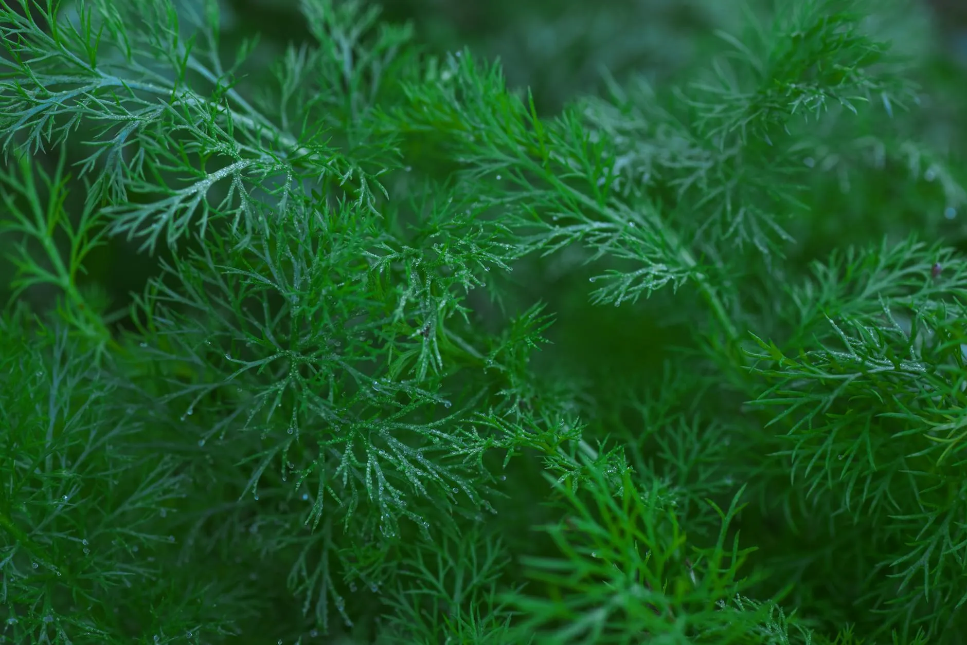 Frische Dillpflanzen mit fein gefiederten Blättern und Wassertropfen im Gartenbeet