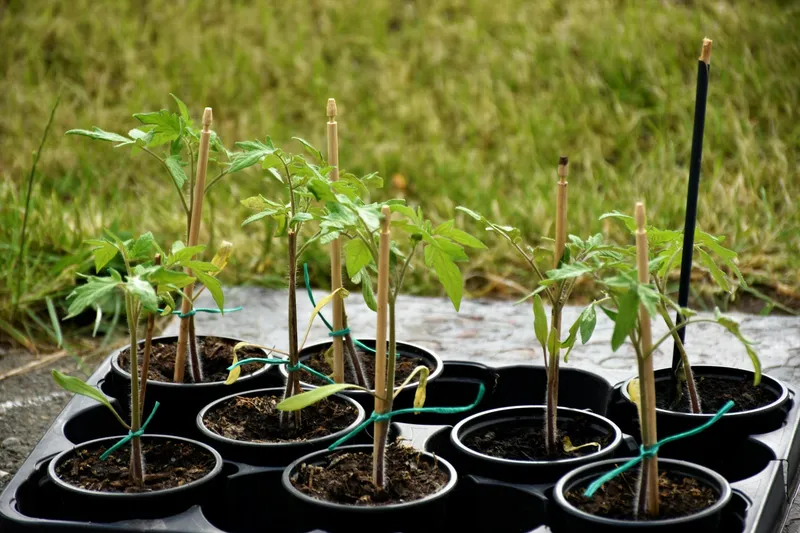 Tomatenjungpflanzen in schwarzen Töpfen stehen auf Gras und warten auf die Auspflanzung