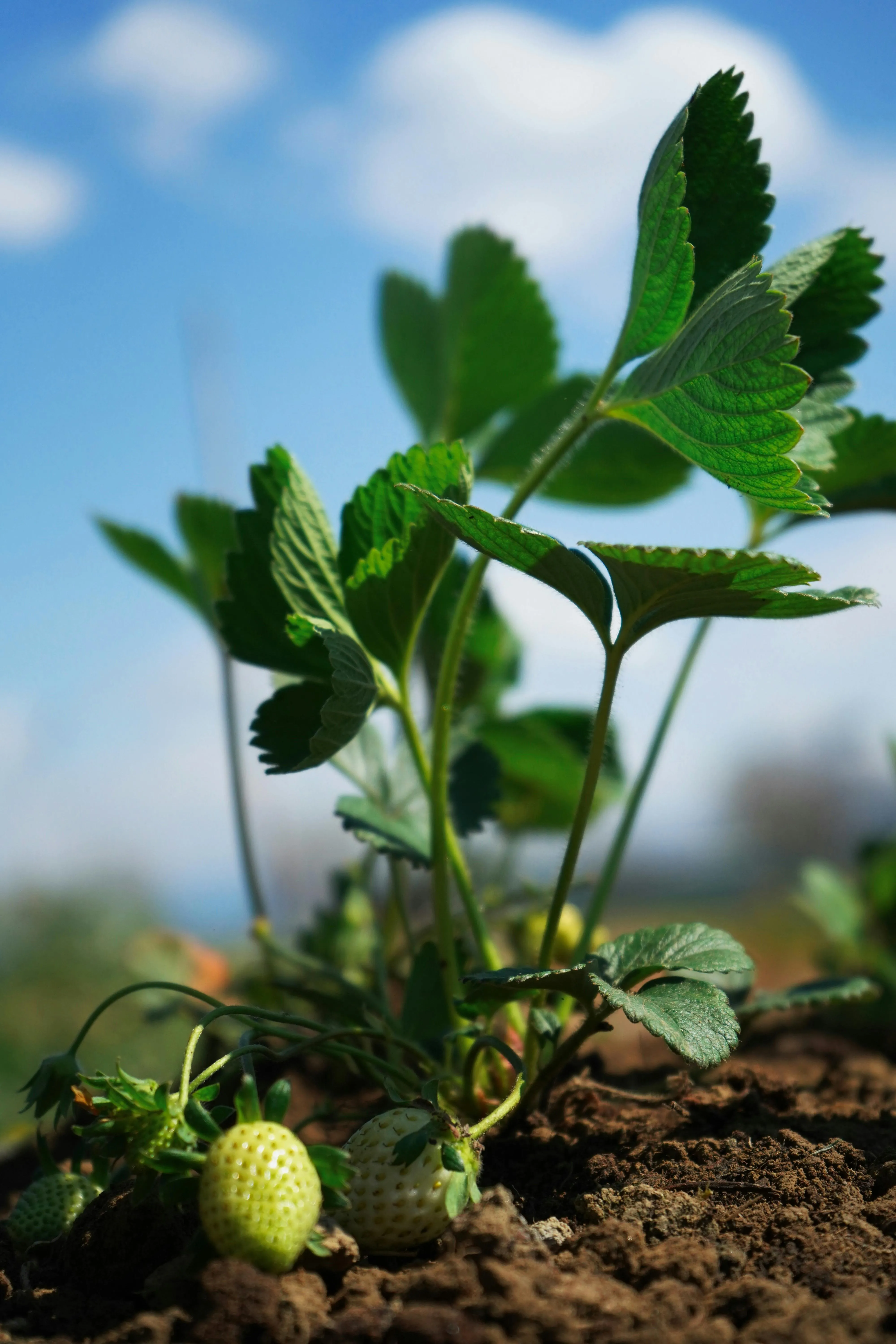 Erdbeerpflanzen in gleichmäßigen Reihen in einem Gemüsebeet, frisch gepflanzt