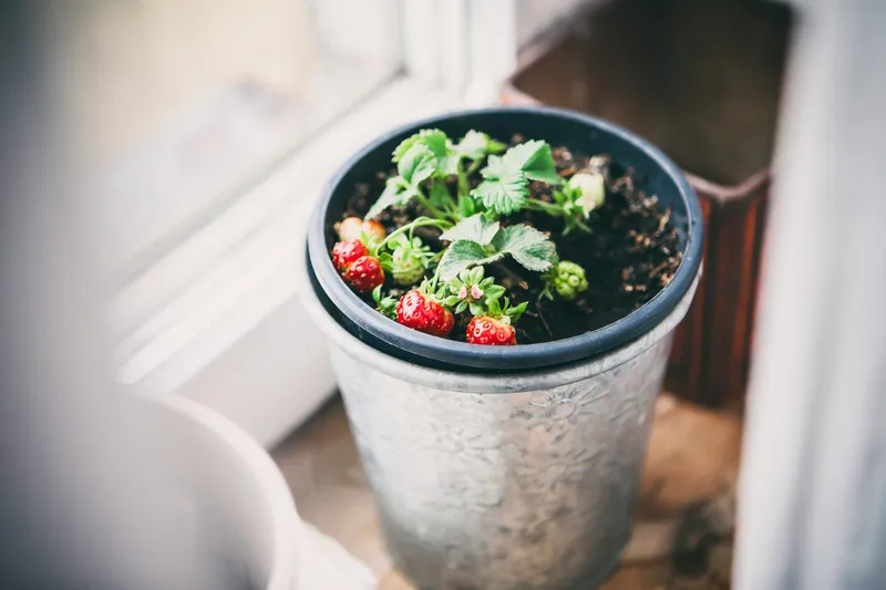 Erdbeerfeld mit reifen roten Erdbeeren in einem Gartenbeet