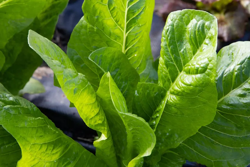 Dichter Feldsalat mit kleinen dunkelgrünen Blattrosetten im Herbstbeet