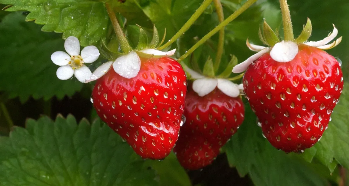Gemüsegarten im Juni – üppiges Wachstum und erste Ernte