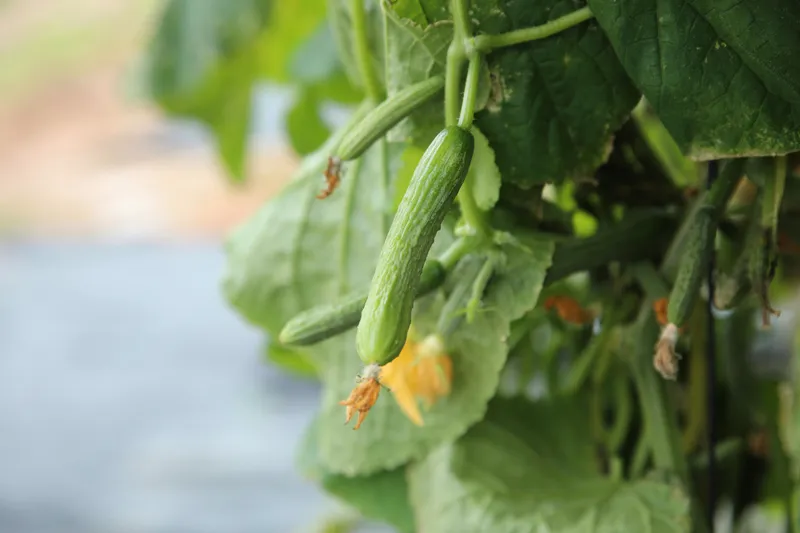 Gurkenpflanze mit jungen Früchten und grünen Blättern im Gemüsegarten