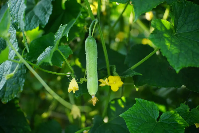 Frische grüne Gurke am Ranktrieb im Garten