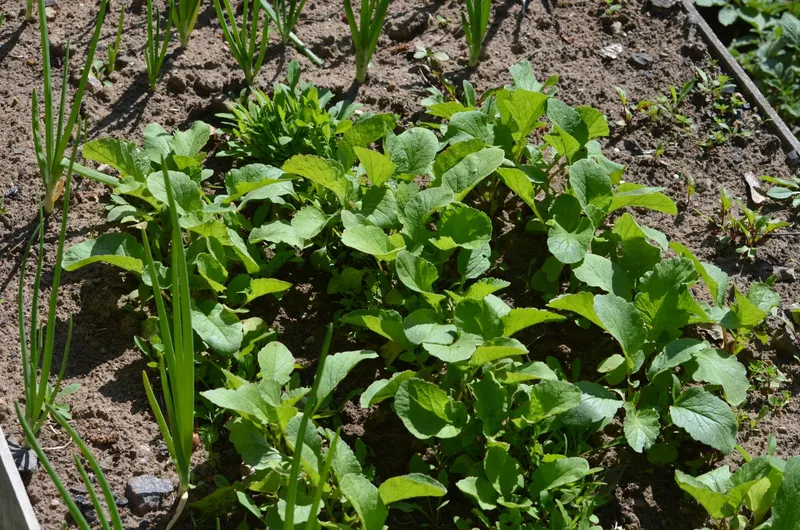 Ein üppig bepflanztes Hochbeet mit frischem Gemüse steht in einem sonnigen Garten.