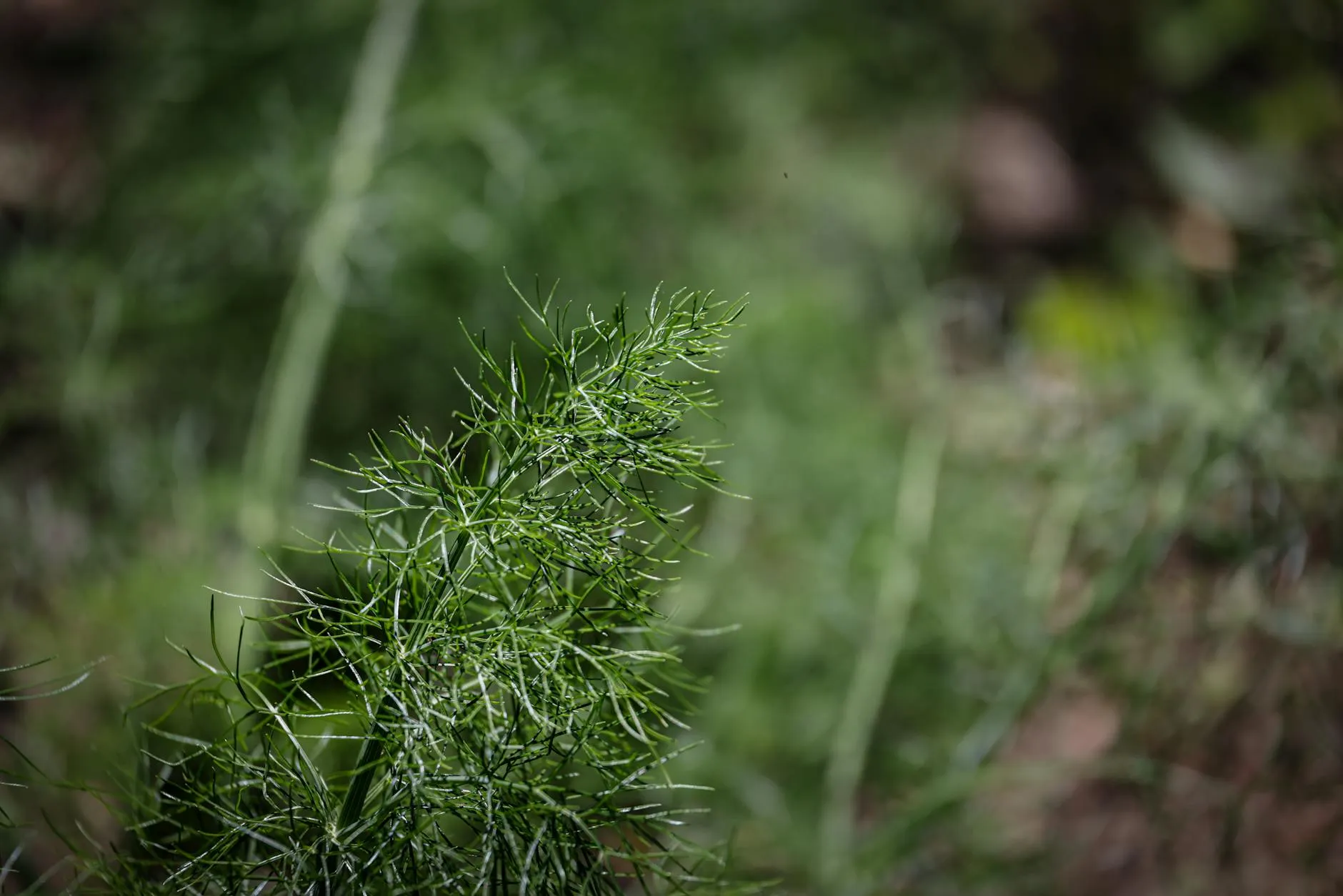 Junge Dillpflanze im Gartenbeet mit zarten gefiederten Trieben und natürlichem Hintergrund