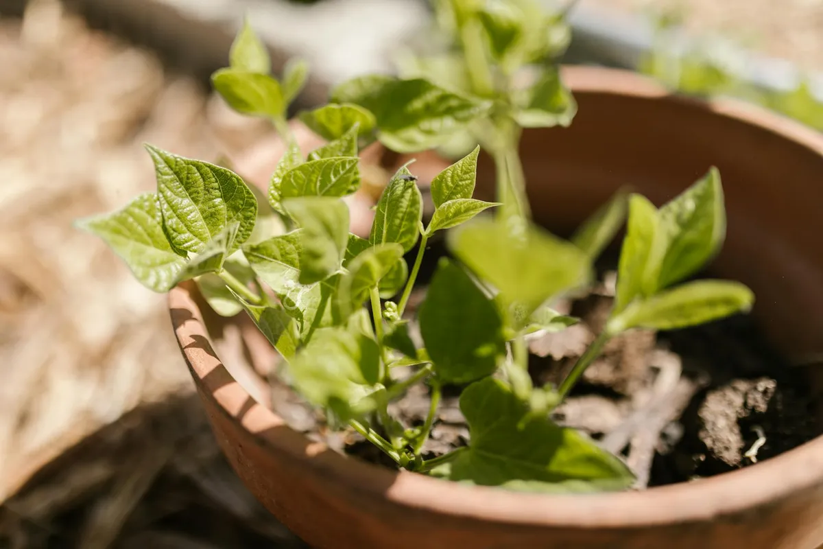 Edamame wächst buschig im Beet