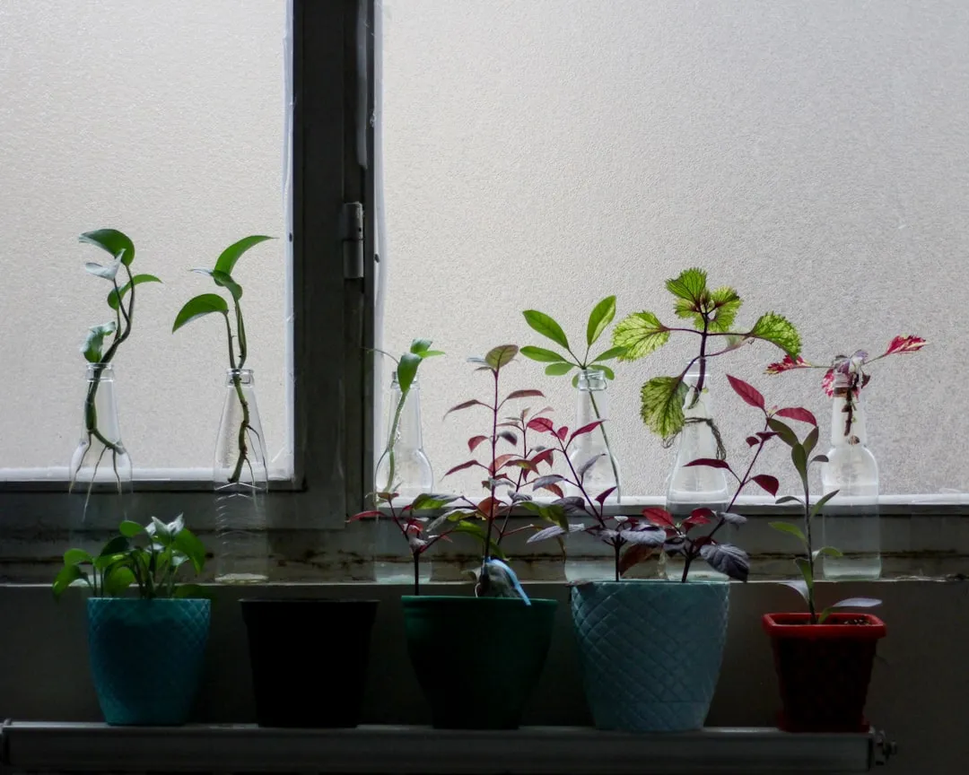 Jungpflanzenanzucht auf der Fensterbank im Februar