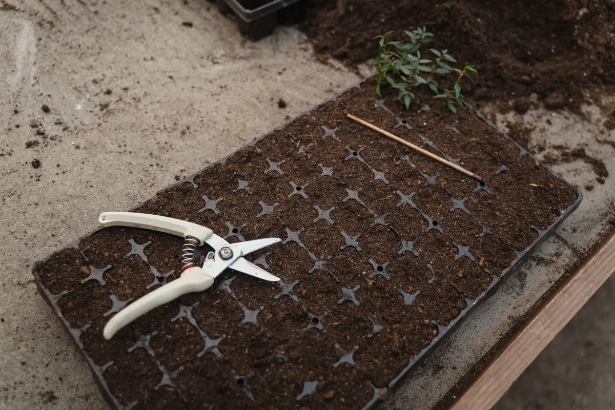 Anzuchtschale mit lockerer, dunkler Aussaaterde, daneben eine Gartenschere, ein Holzstab und ein kleiner Sämling