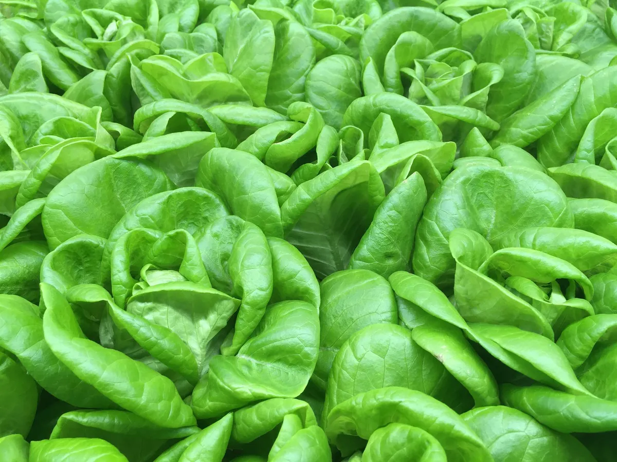 Dicht beieinander wachsende junge Feldsalatpflanzen mit frischen, grünen Blättern in einem Beet.