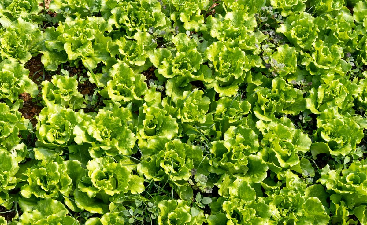 Ein Feld mit dicht gewachsenen, grünen Rosetten von Feldsalat unter Sonnenlicht.