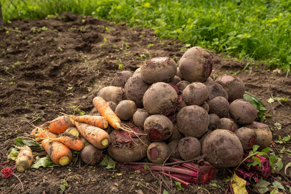Ein abgeerntetes Gemüsebeet wird für den Winter vorbereitet, alte Pflanzenreste entfernt.