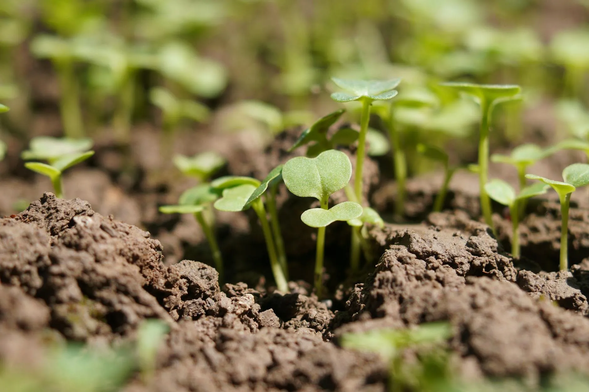 Mulchbeete mit dunkelbrauner Kompostschicht und frischen Jungpflanzen