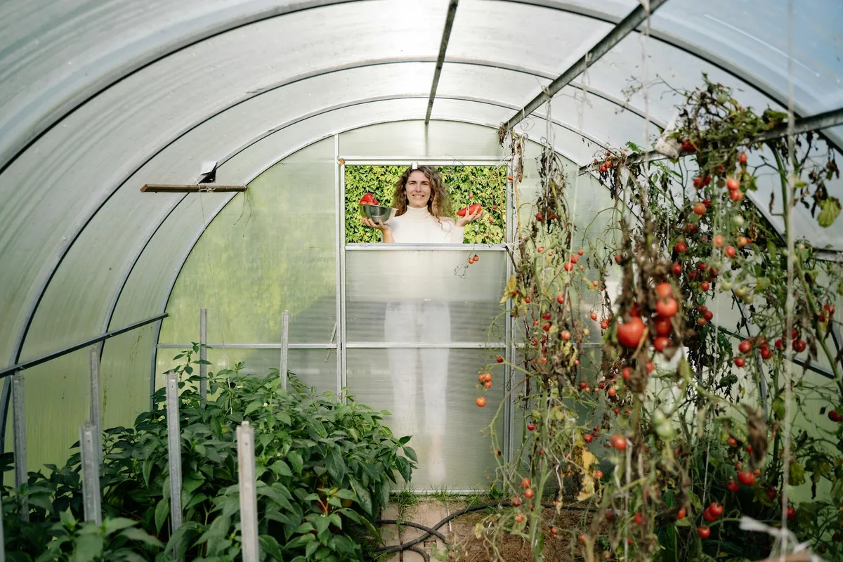 Tomaten und Gurken werden im Gewächshaus geerntet