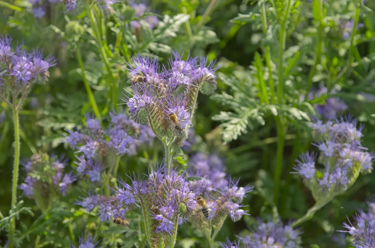 Ein Feld mit blühender Phacelia (Bienenfreund) als Gründüngung im Gemüsegarten.