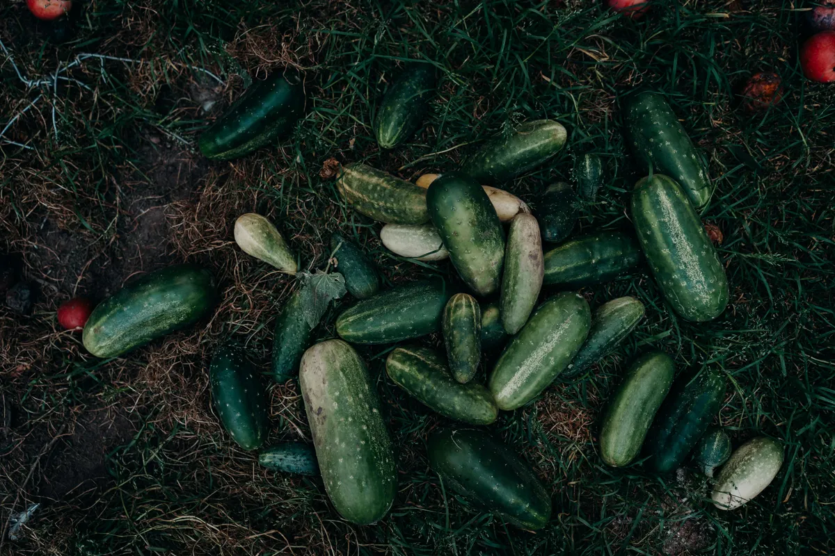 Geerntete grüne Gurken im Garten auf Gras