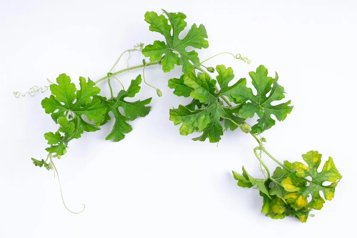 Bittere Gurke – aufgeschnitten