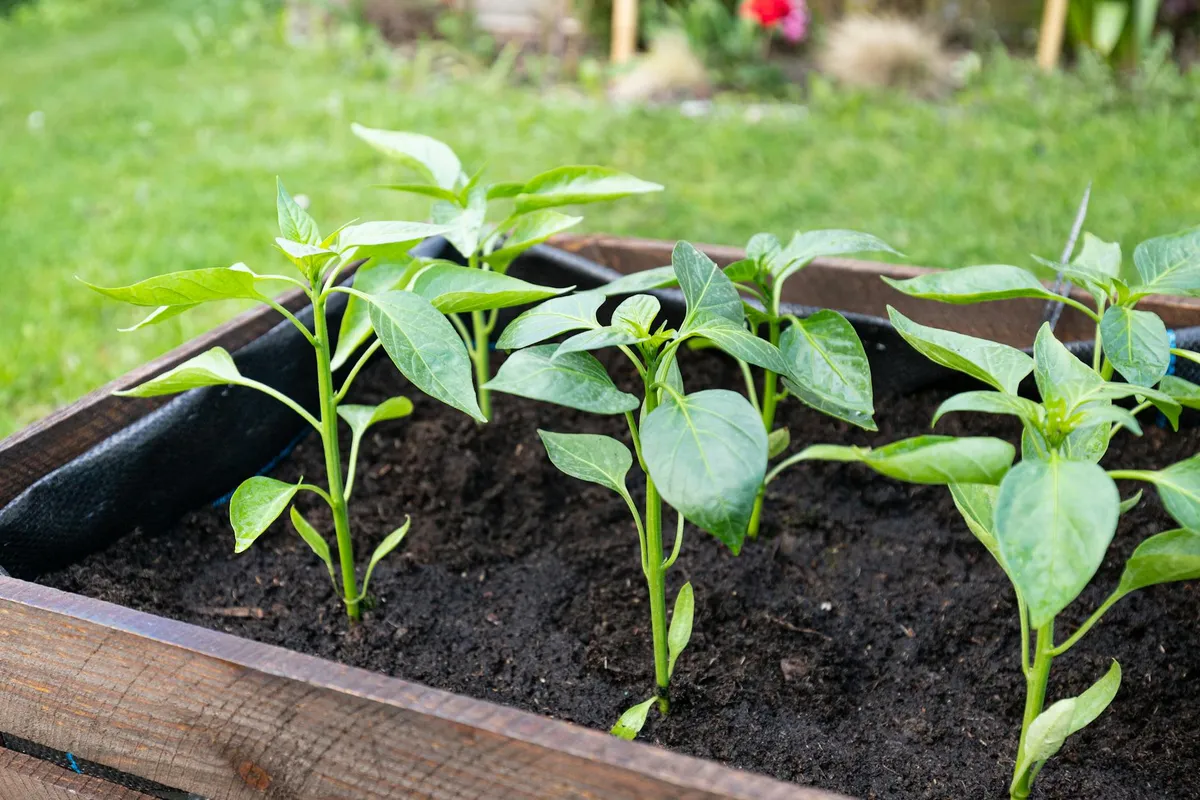 Junge Paprika-Pflanzen mit sattgrünen Blättern in einem Holzpflanzkasten vor dem Auspflanzen