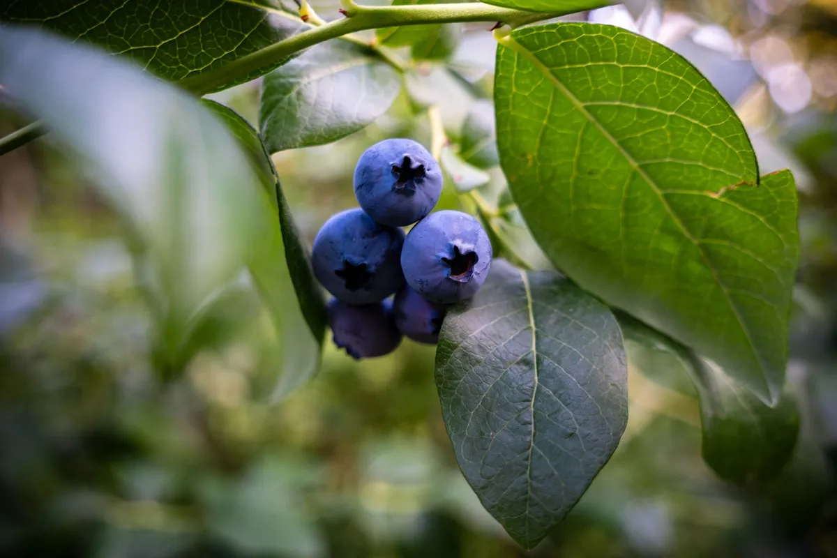 Reife blaue Heidelbeeren hängen als kleine Gruppe zwischen grünen Blättern am Strauch.