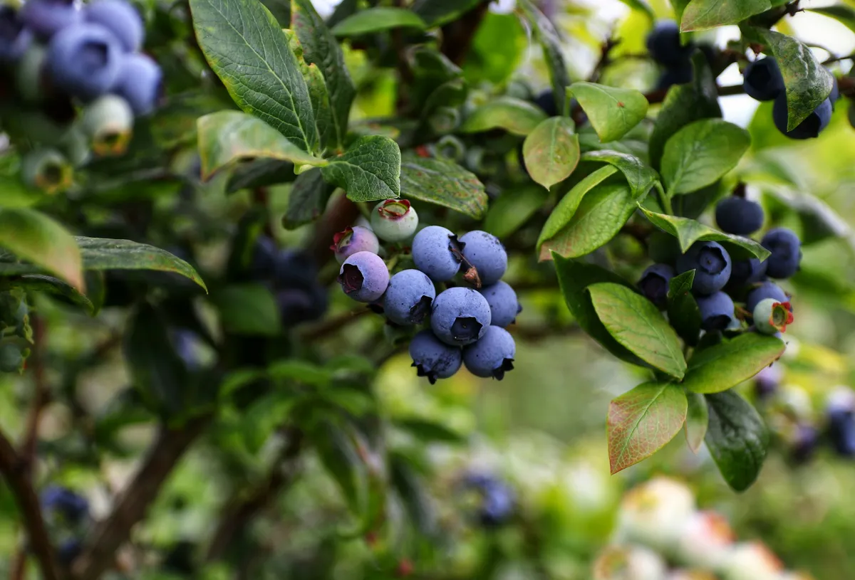 Heidelbeerstrauch mit verholzten Ästen, dichtem Laub und blauen sowie unreifen Beeren in Büscheln