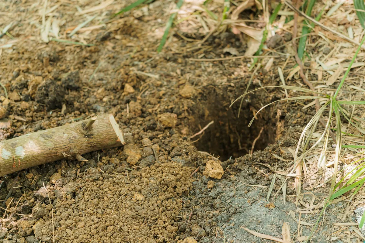 Gepflanzte Stelle: Pflanzloch in lockerer Erde neben einem abgeschnittenen Aststück, umgeben von trockenem Gras