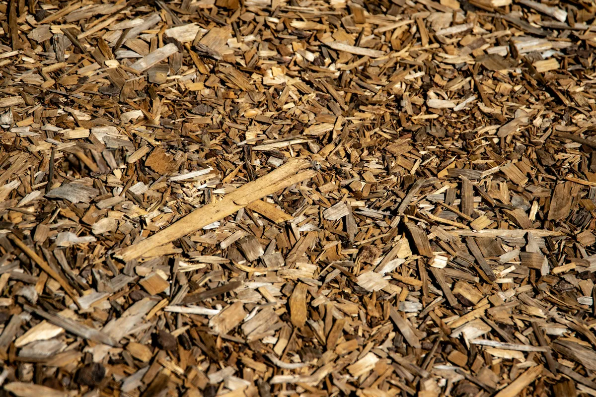 Nahaufnahme einer hellbraunen Mulchschicht aus Holzhäckseln auf trockenem Gartenboden