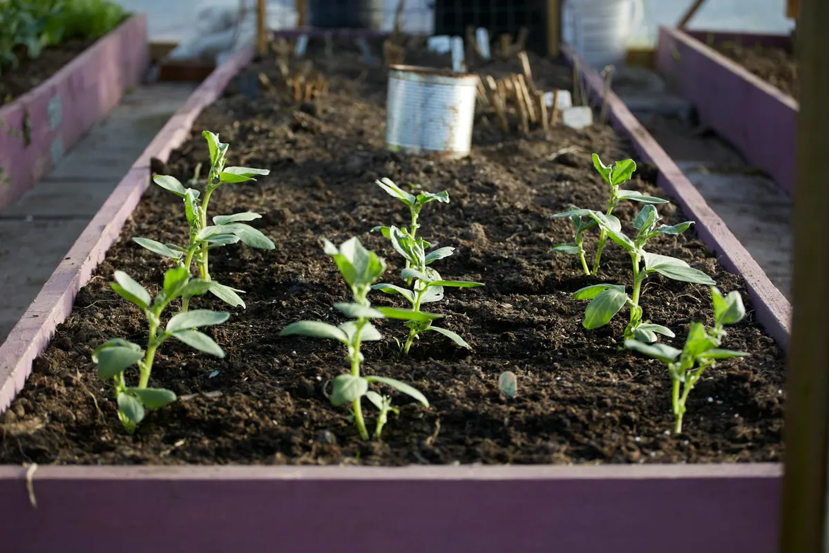 Hochbeet mit verschiedenem Gemüse bepflanzt