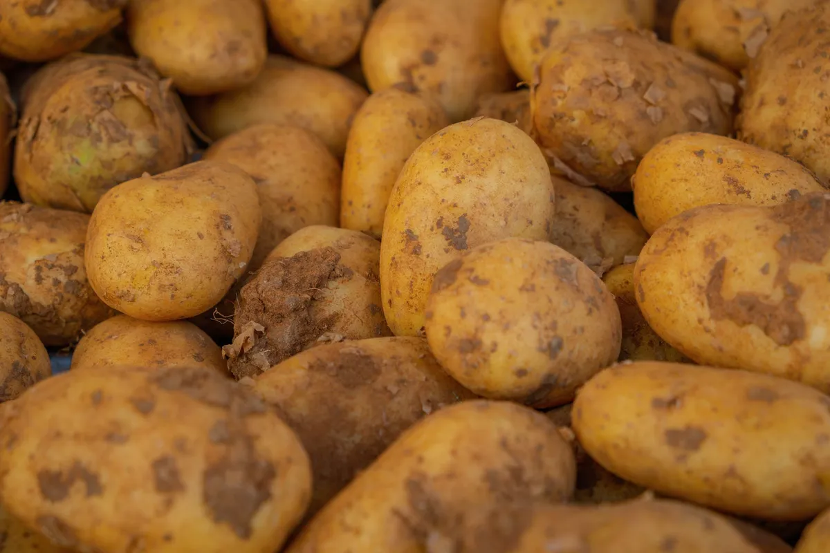 Frisch geerntete Kartoffeln mit anhaftender Erde liegen in einem Korb auf dem Beet.