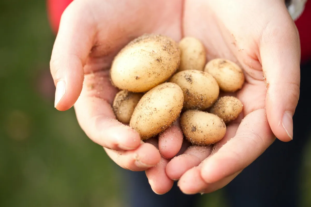 Beschädigte Kartoffeln nach Ernte – Fehler