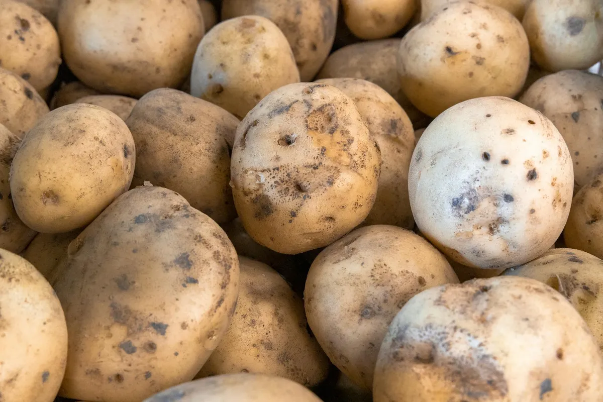 Kartoffelkraut zeigt braune Flecken