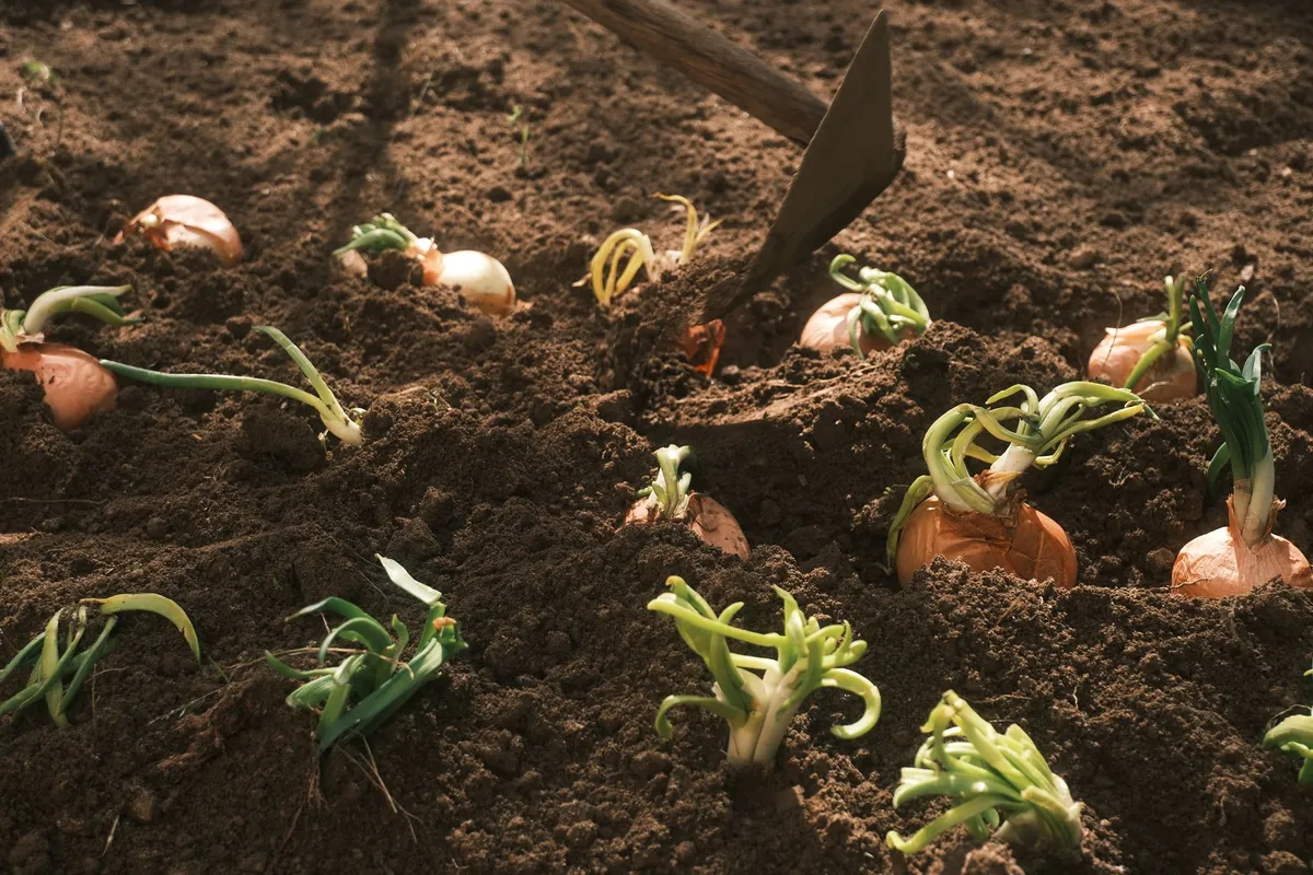 Eine Person legt eine vorgekeimte Kartoffel in ein Pflanzloch in der Gartenerde.