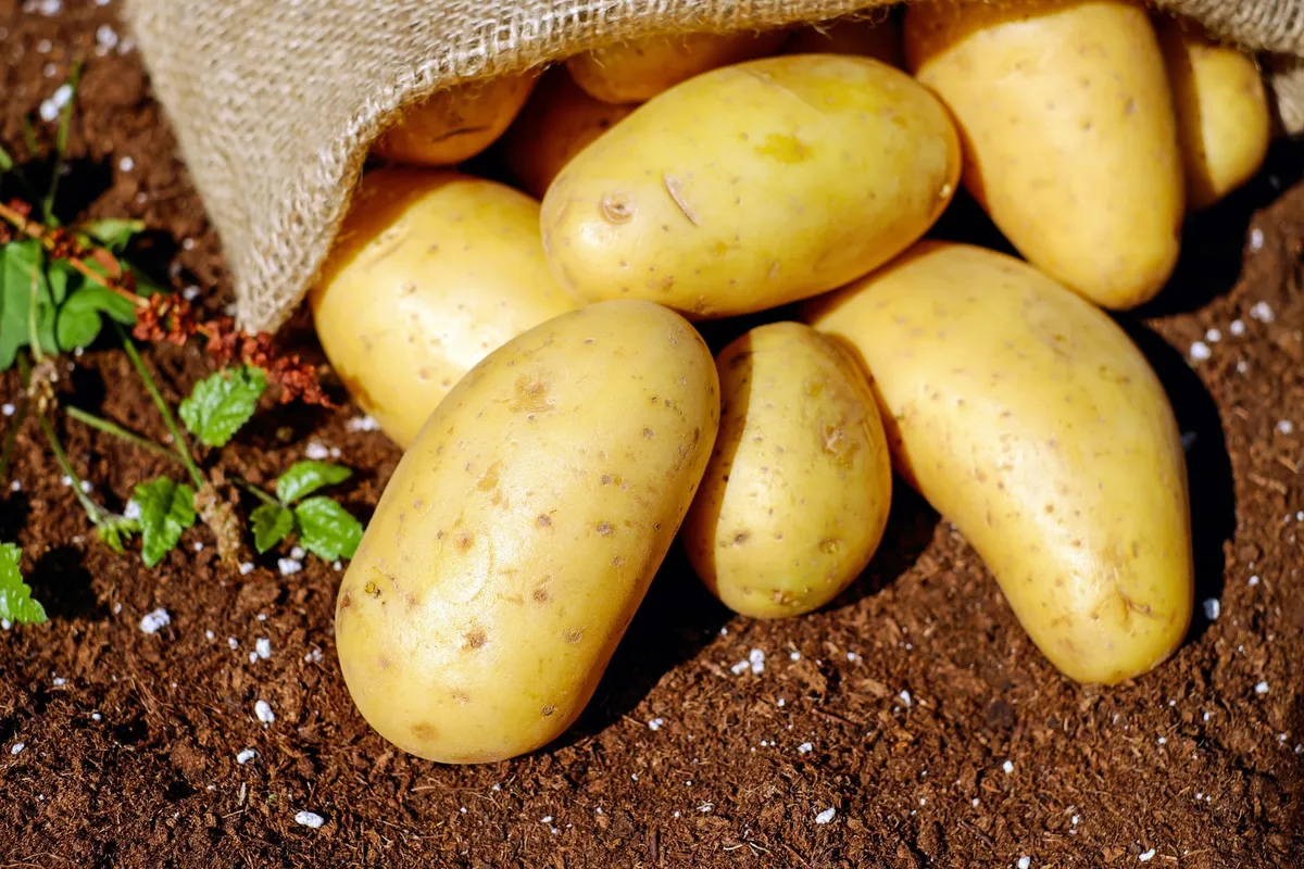 Eine Grabegabel steckt in der Erde, daneben liegen frisch geerntete Kartoffeln.