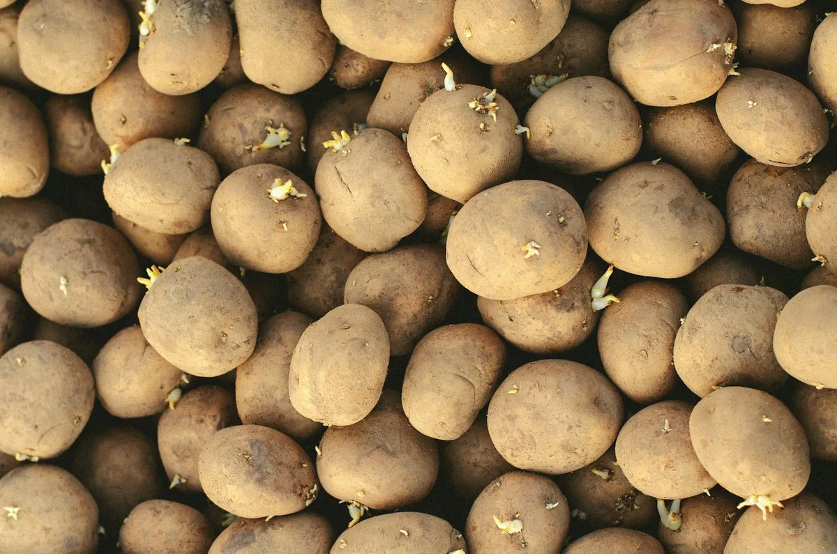 Saatkartoffeln keimen auf hellem Regal aus