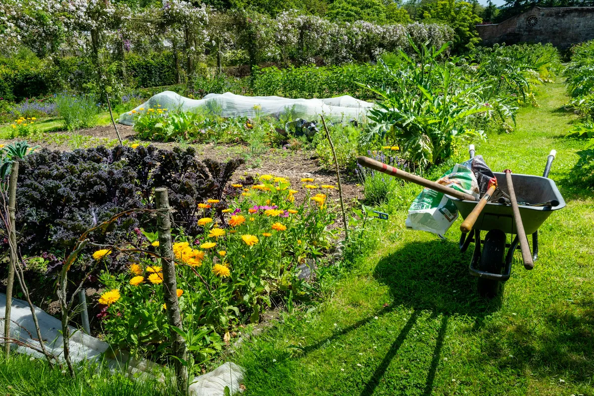 Gemüsegarten mit Grünkohl, Ringelblumen und Folientunnel neben einem Rasenweg, auf dem eine Schubkarre steht.