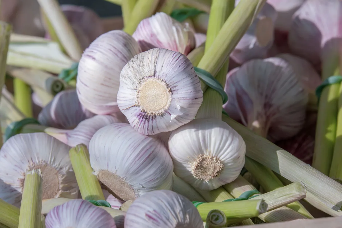 Frische Knoblauchknollen mit violetten Streifen und grünen Stielen, mit Bast gebündelt, dicht beieinander