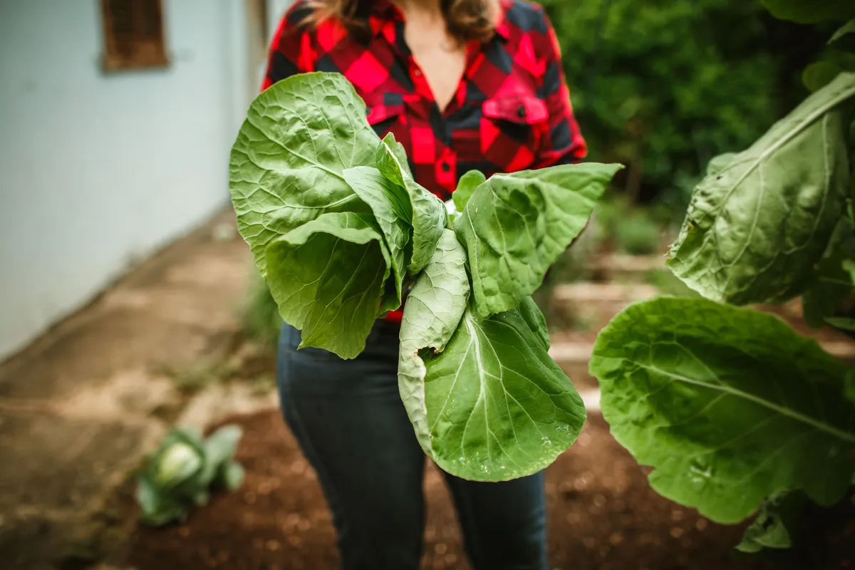 Hände ernten einen reifen Weißkohlkopf im Garten, Blätter sind grün und frisch.