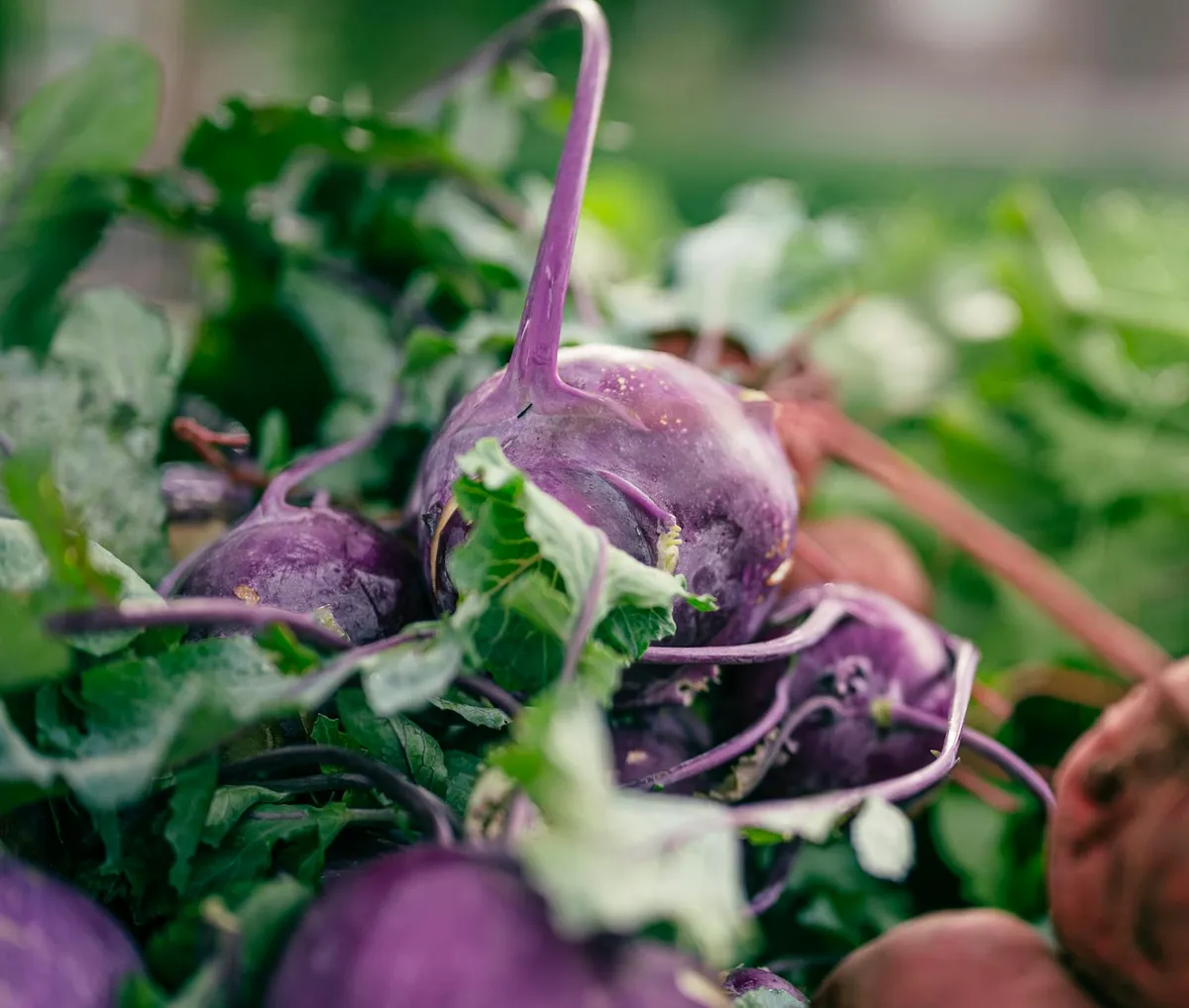 Sommer-Kohlrabi wird geerntet