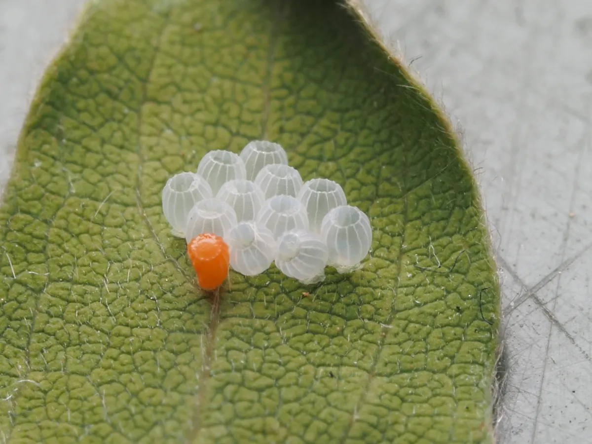 Nahaufnahme von Insekteneiern auf der Unterseite eines grünen Blattes