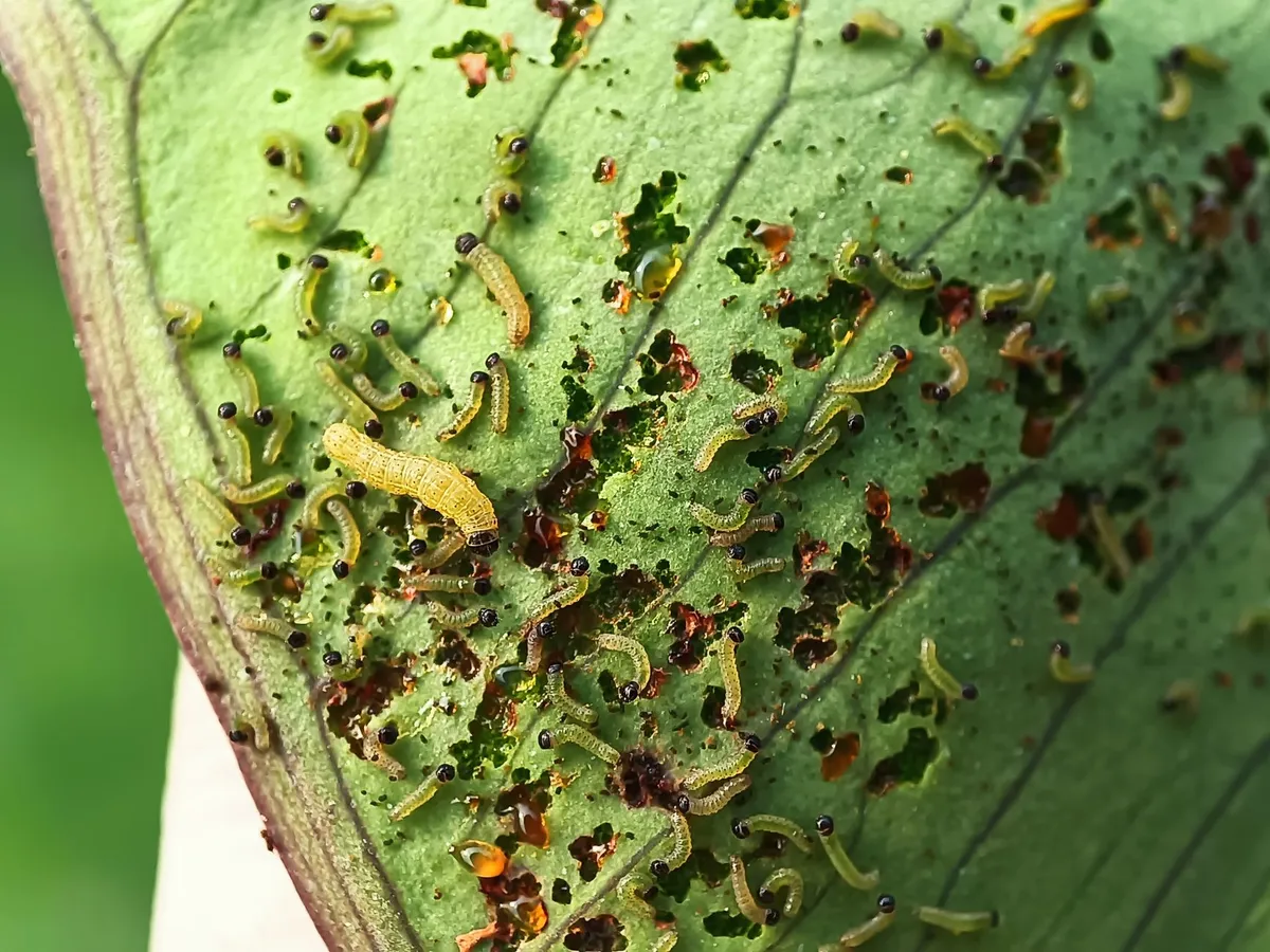 Nahaufnahme einer Kohlraupe auf einem grünen Kohlblatt mit Fraßspuren
