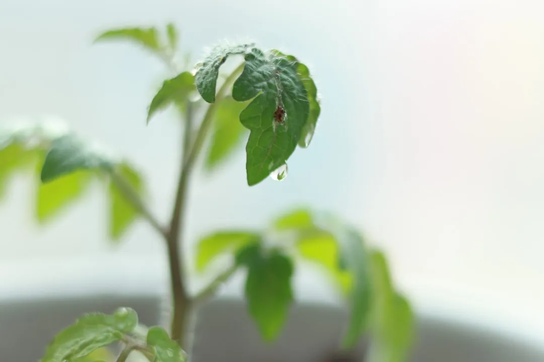 Tomaten werden nach den Eisheiligen ausgepflanzt