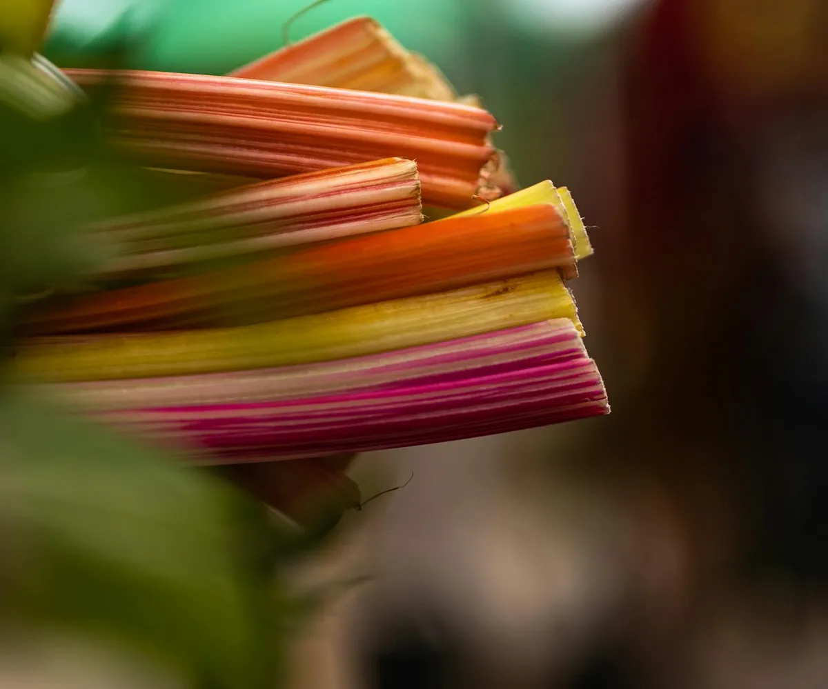 Regenbogenmangold mit roten, gelben und weißen Stielen