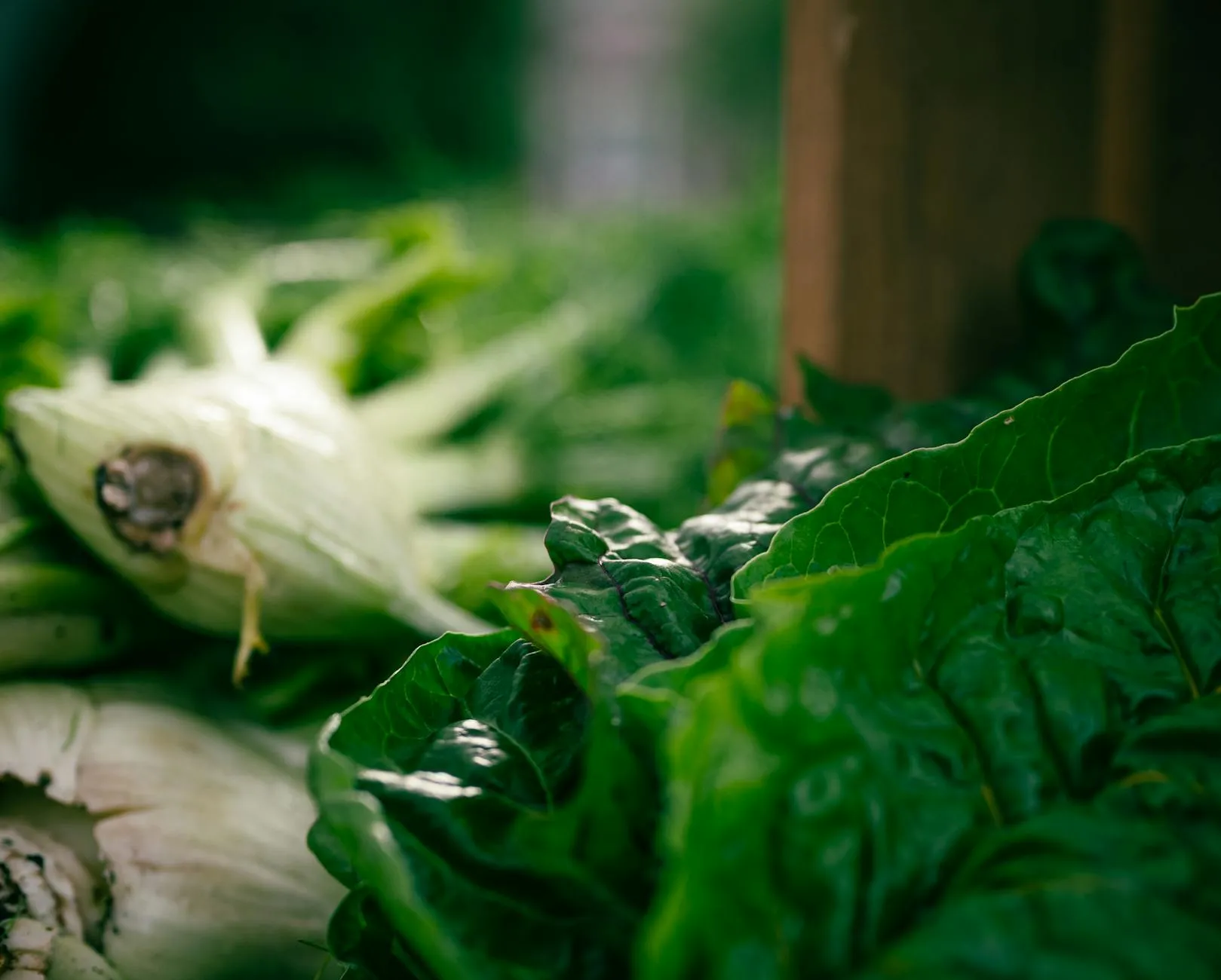 Frische Mangoldblätter in Nahaufnahme, tiefes Grün