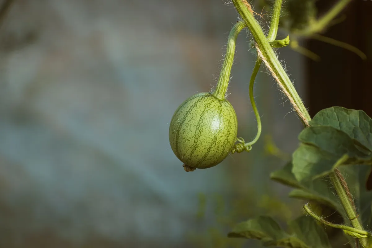 Eine kleine, grüne Melone wächst an der Pflanze im Freilandgarten.