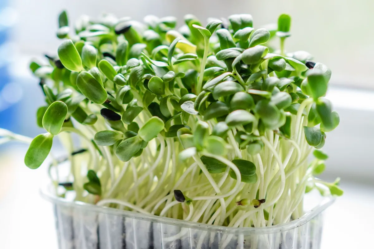 Dicht stehende grüne Sonnenblumen-Microgreens mit hellen Stielen in einem Plastikbehälter auf einer Fensterbank.