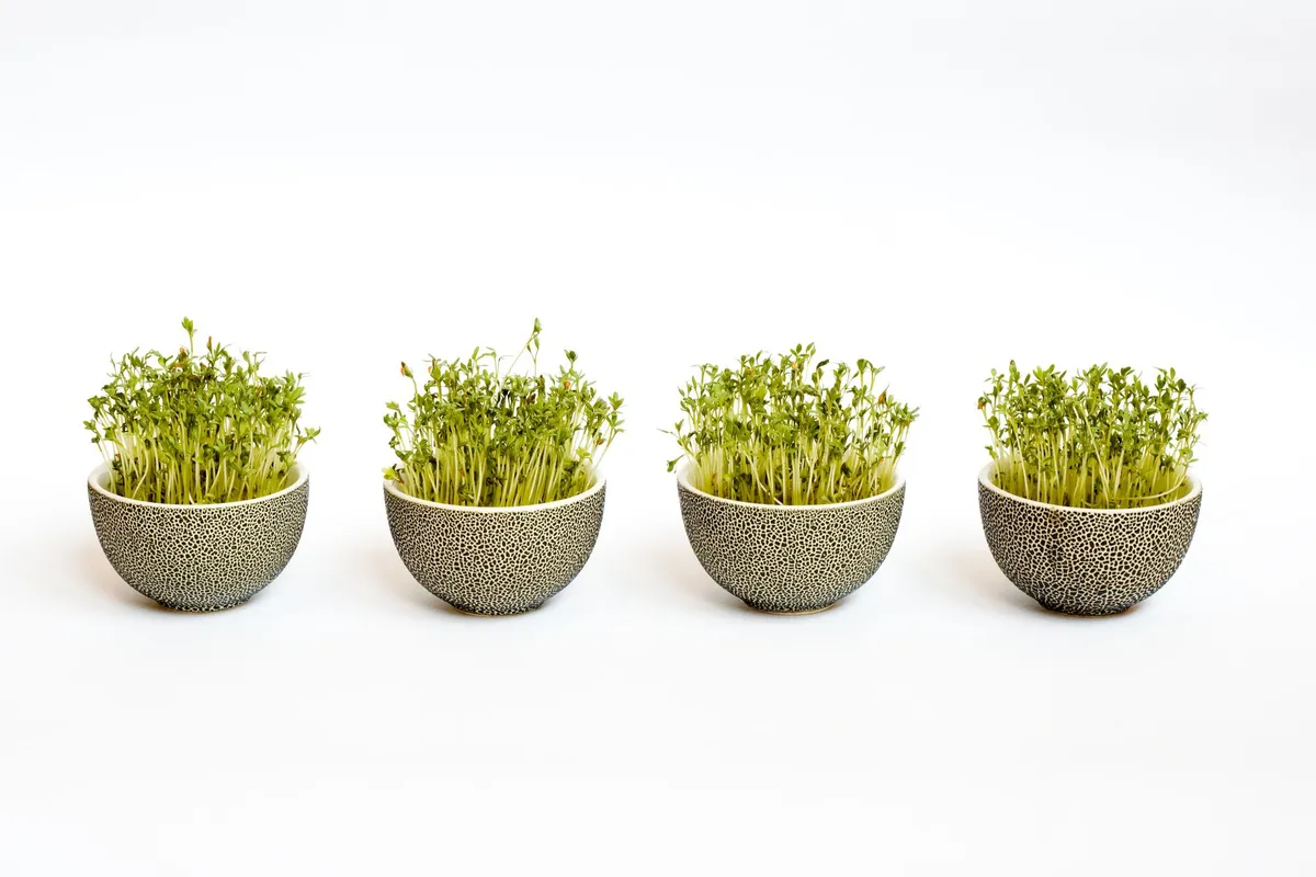 Vier kleine, graue Schalen auf weißem Hintergrund, gefüllt mit frischen, grünen Microgreens.